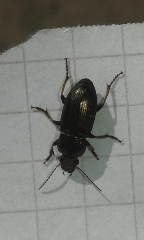 Carabidae : Harpalus sp.?  S, Harpalus cfr.  distinguendus